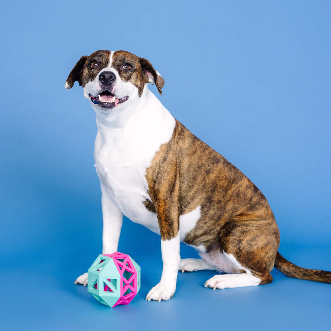 Petshop by Fringe Studio - This Is How I Roll Turquoise and Hot Pink Rubber Dog Toy