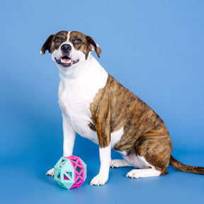 Petshop by Fringe Studio - This Is How I Roll Turquoise and Hot Pink Rubber Dog Toy