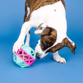 Petshop by Fringe Studio - This Is How I Roll Turquoise and Hot Pink Rubber Dog Toy