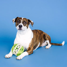 Petshop by Fringe Studio - This Is How I Roll Lime and White Rubber Dog Toy