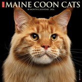 Willow Creek Press - 2026 Maine Coon Cats Calendar