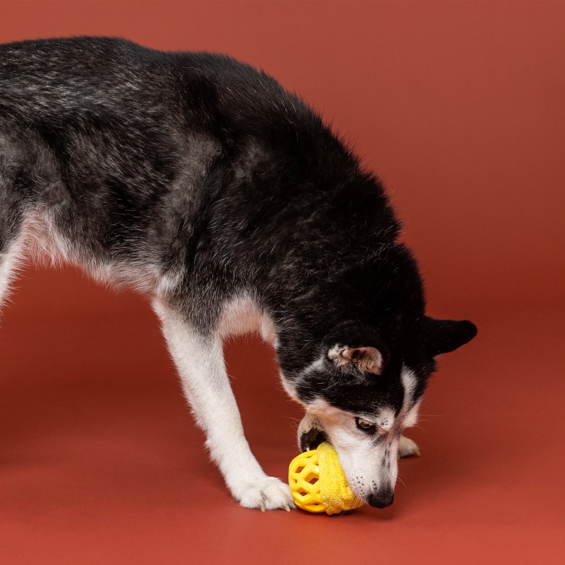 Petshop by Fringe Studio - Dog Toy Plush Pining For You