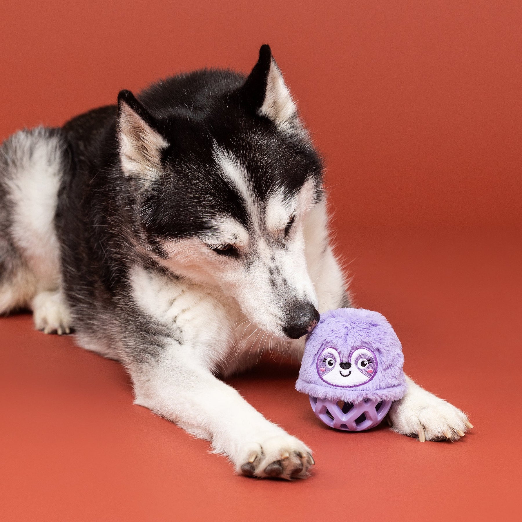 Petshop by Fringe Studio - Dog Toy Plush Not Fast And Furious