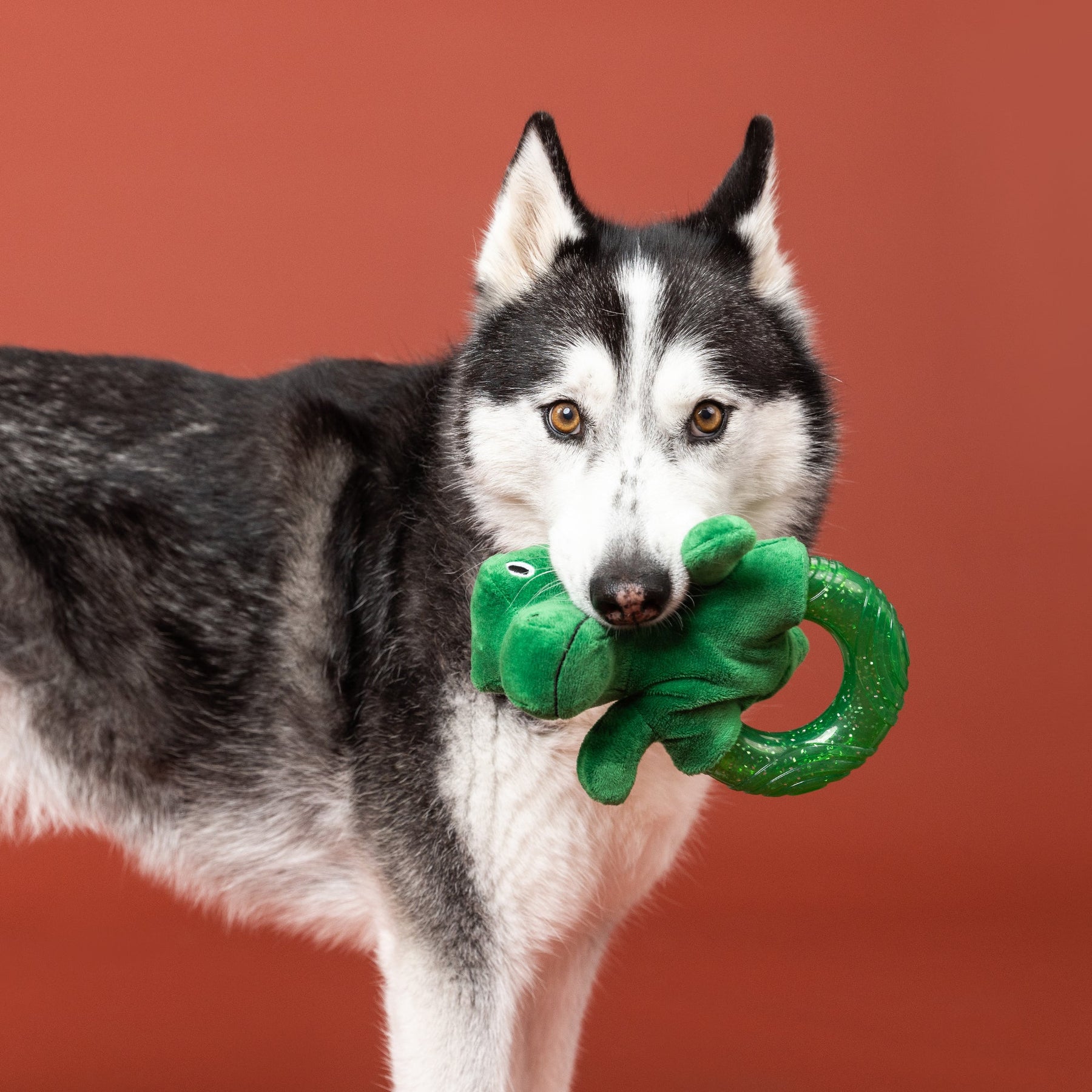 Petshop By Fringe Studio - Dog Toy UNLEASH THE DINO TPR
