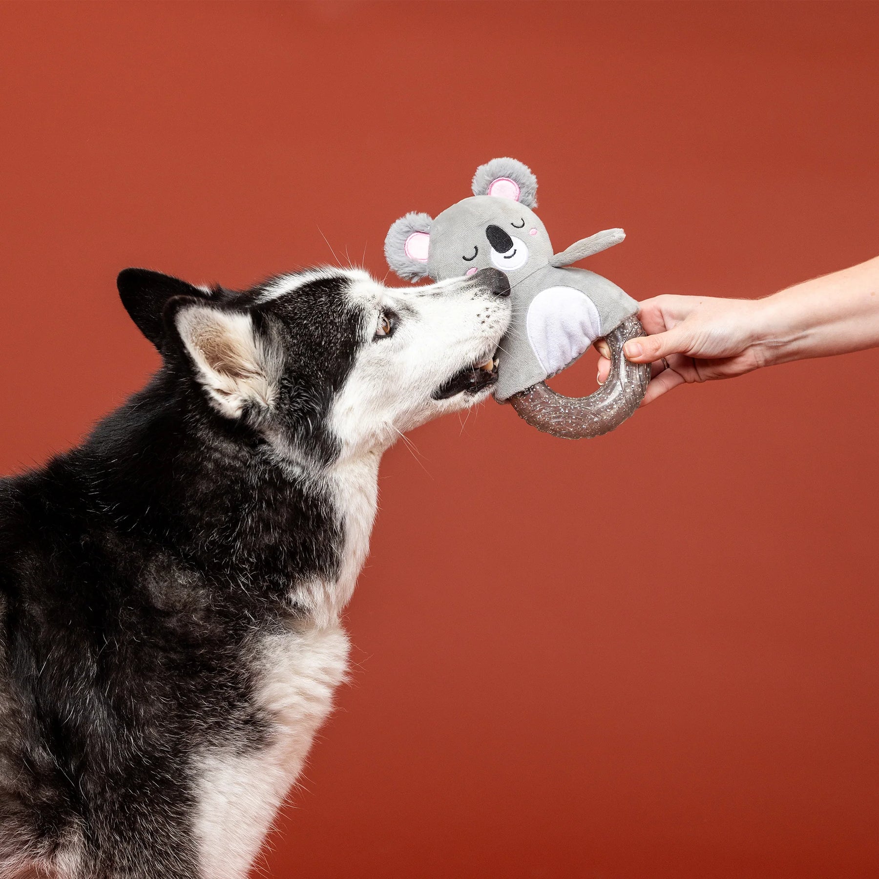 Petshop by Fringe Studio - Dog Toy Plush Koalty Vibes