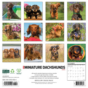 Willow Creek Press - 2026 Miniature Dachshunds Calendar