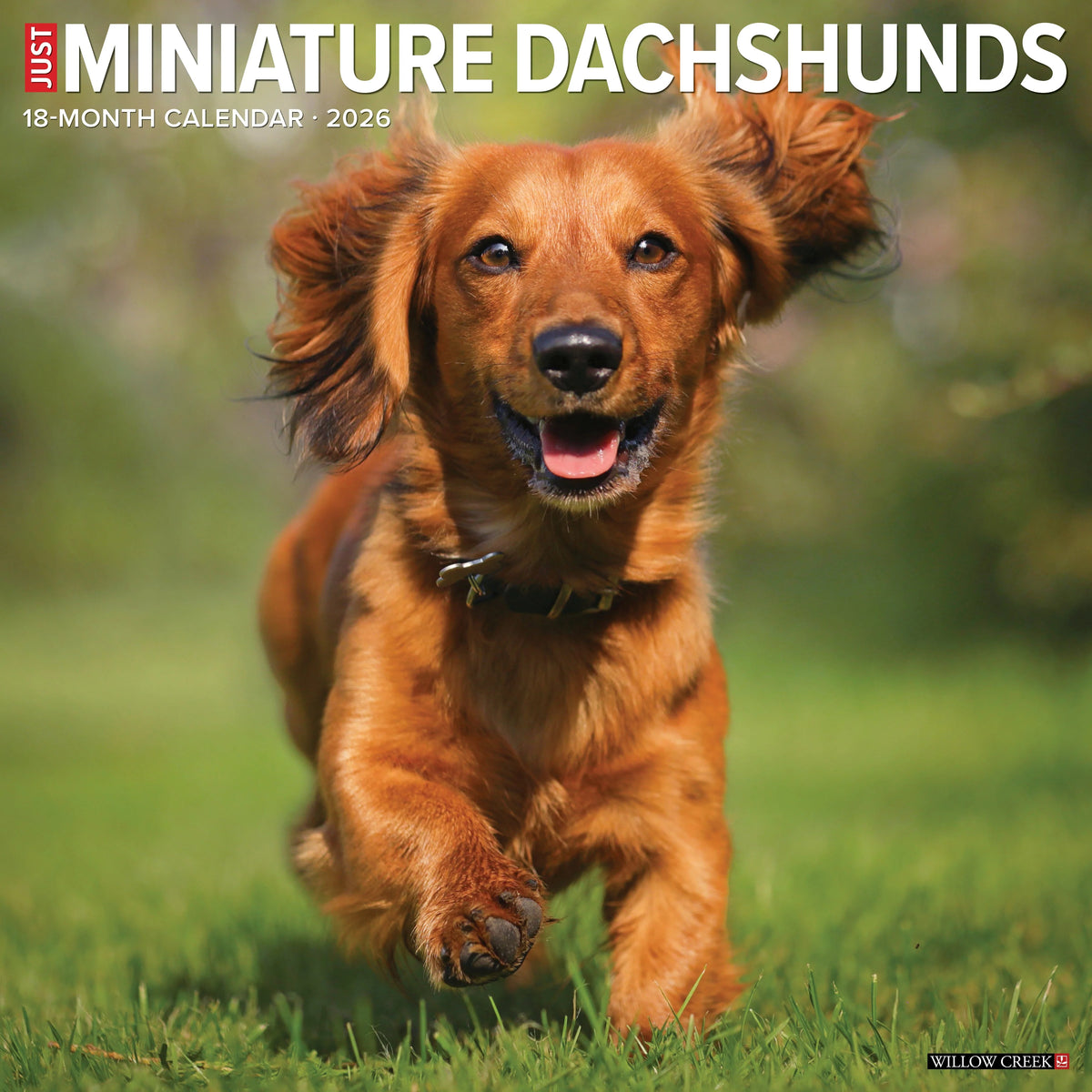 Willow Creek Press - 2026 Miniature Dachshunds Calendar