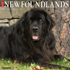 Willow Creek Press - 2026 Newfoundlands Calendar