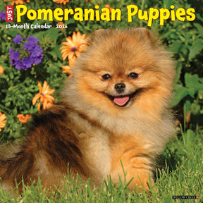 Willow Creek Press - 2026 Pomeranian Puppies Calendar