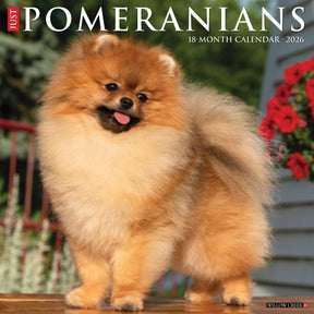Willow Creek Press - 2026 Pomeranians Calendar