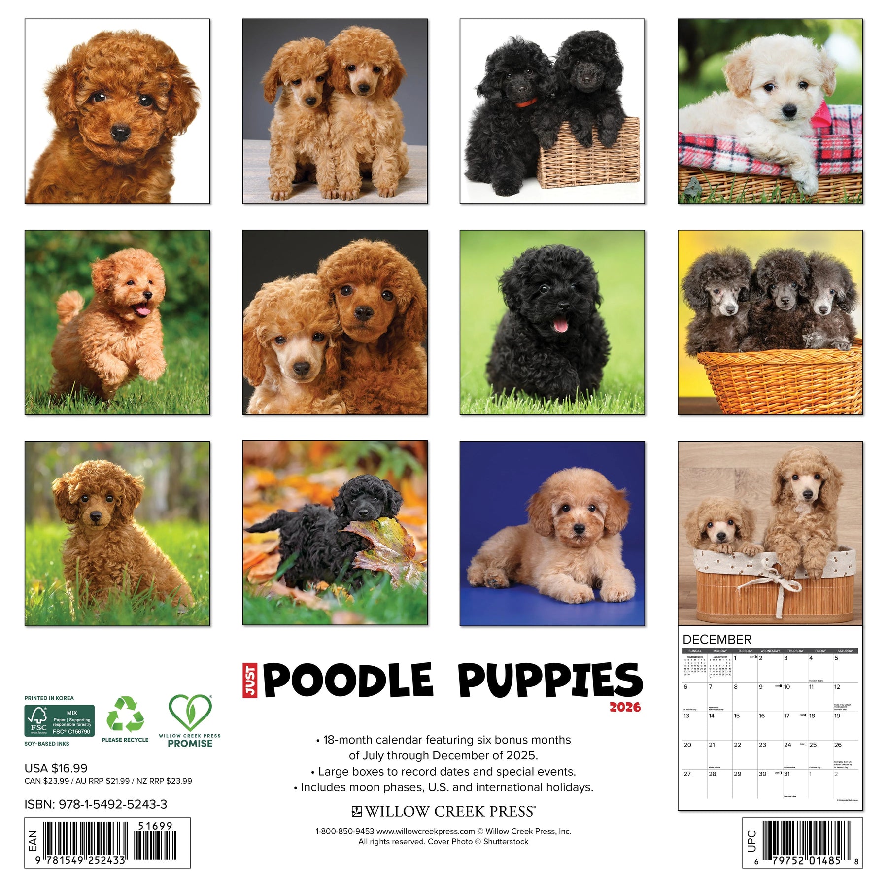Willow Creek Press - 2026 Poodle Puppies Calendar