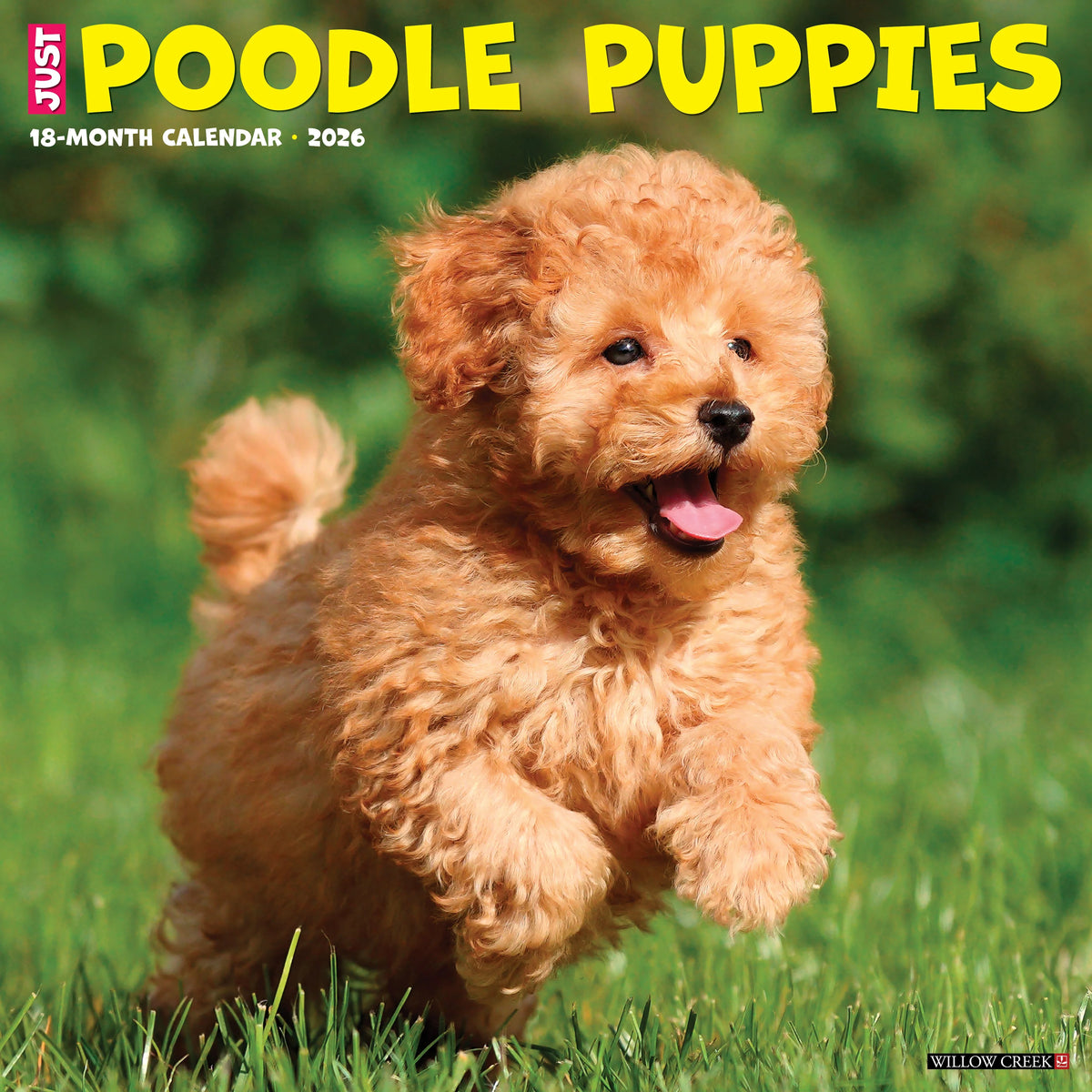 Willow Creek Press - 2026 Poodle Puppies Calendar