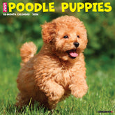 Willow Creek Press - 2026 Poodle Puppies Calendar