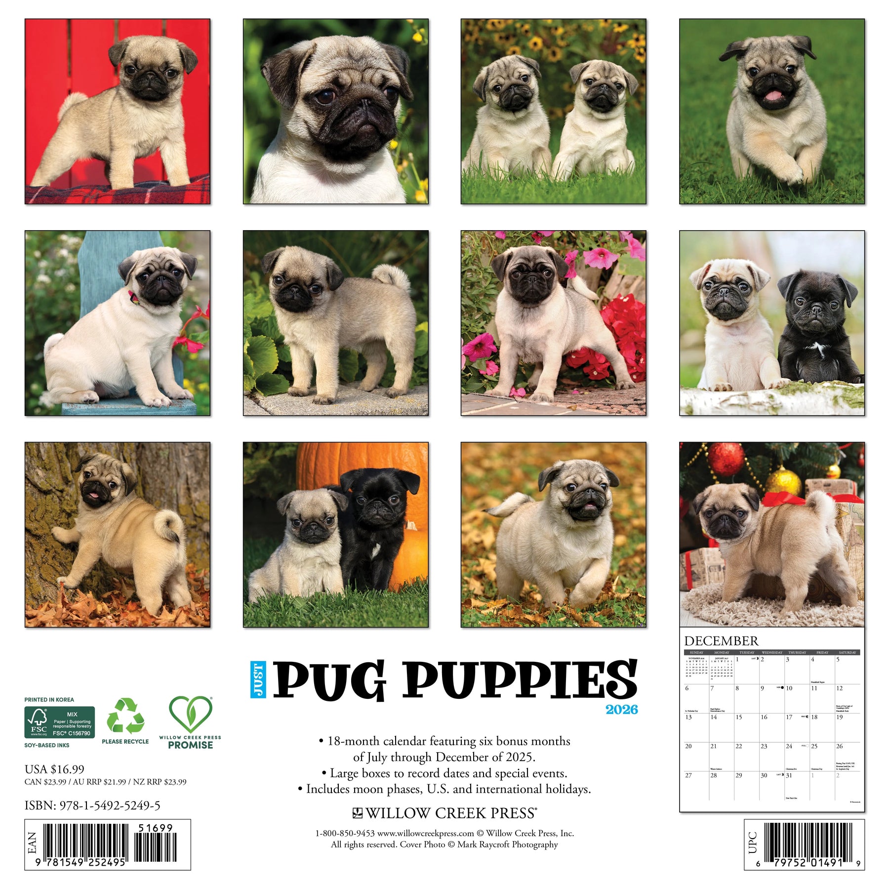Willow Creek Press - 2026 Pug Puppies Calendar