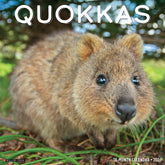 Willow Creek Press - 2026 Quokkas Calendar