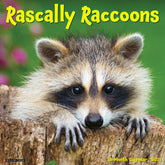 Willow Creek Press - 2026 Rascally Raccoons Calendar