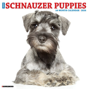 Willow Creek Press - 2026 Schnauzer Puppies Calendar