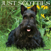 Willow Creek Press - 2026 Scotties Calendar