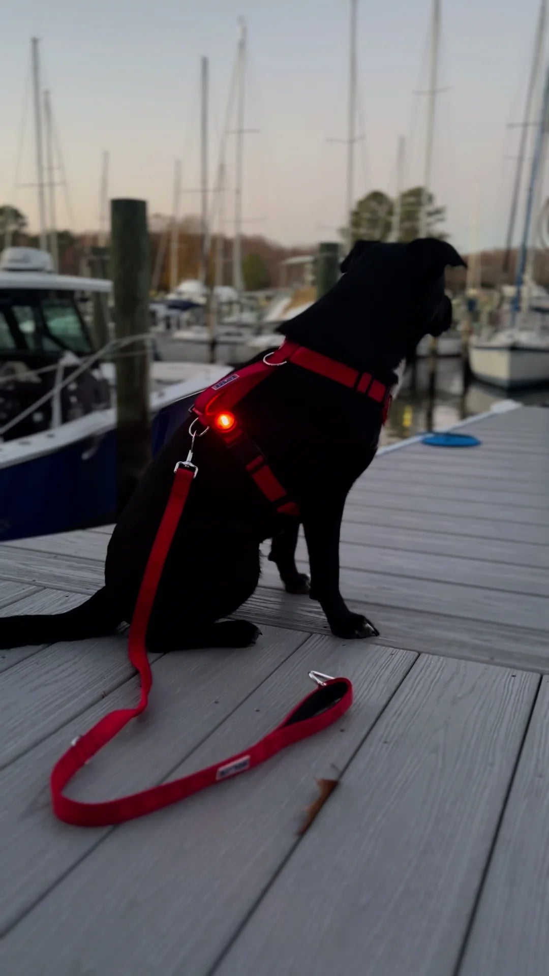 Baydog - Firefly Safety Light Black