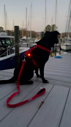 Baydog - Firefly Safety Light Black