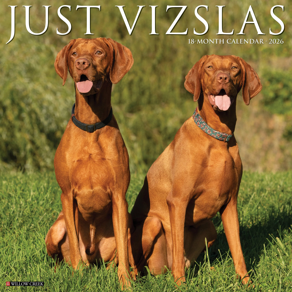 Willow Creek Press - 2026 Vizslas Calendar