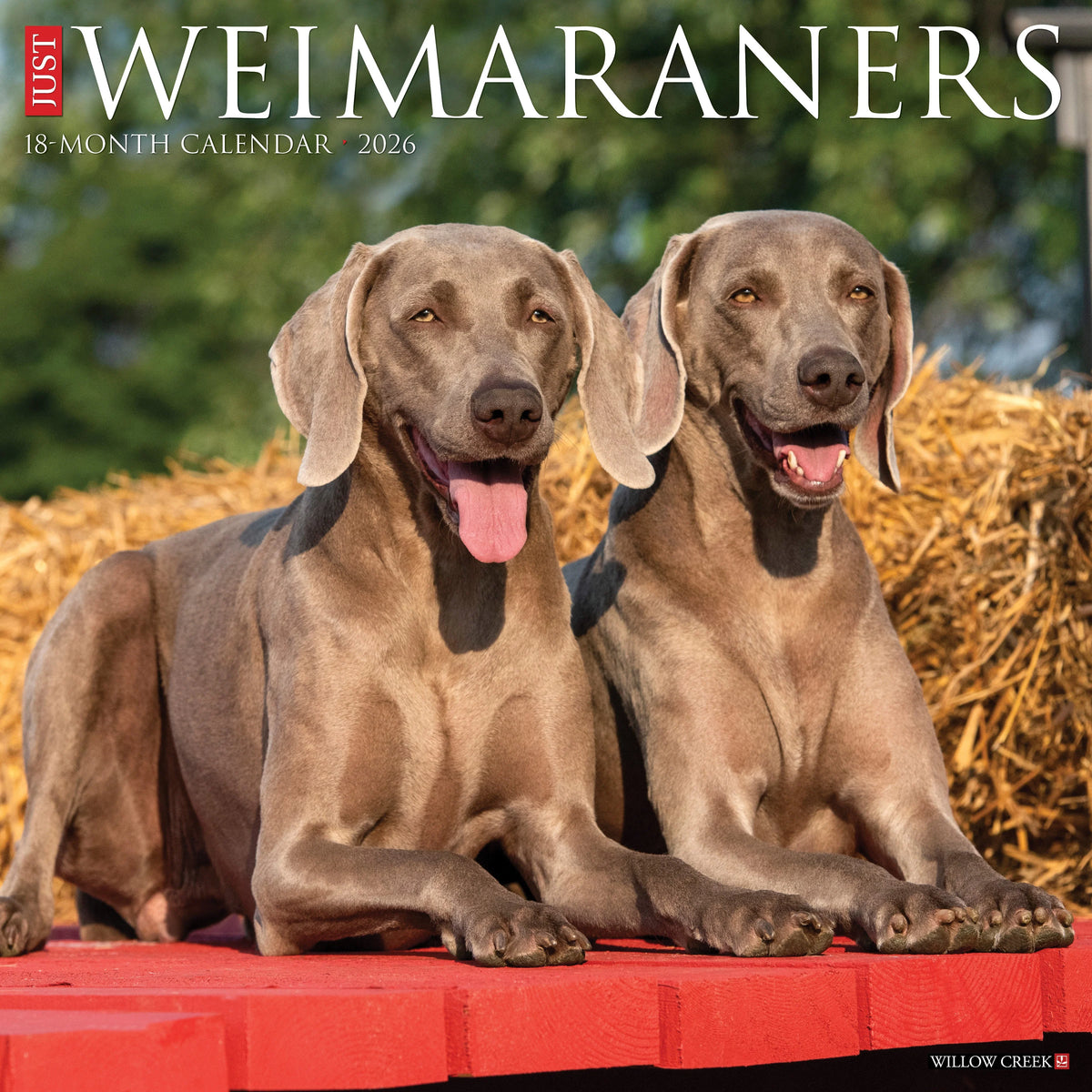 Willow Creek Press - 2026 Weimaraners Calendar