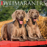 Willow Creek Press - 2026 Weimaraners Calendar
