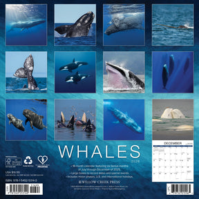 Willow Creek Press - 2026 Whales Calendar