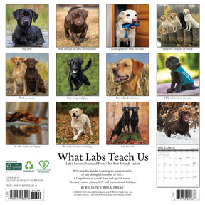 Willow Creek Press - 2026 What Labs Teach Us Calendar