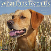 Willow Creek Press - 2026 What Labs Teach Us Calendar