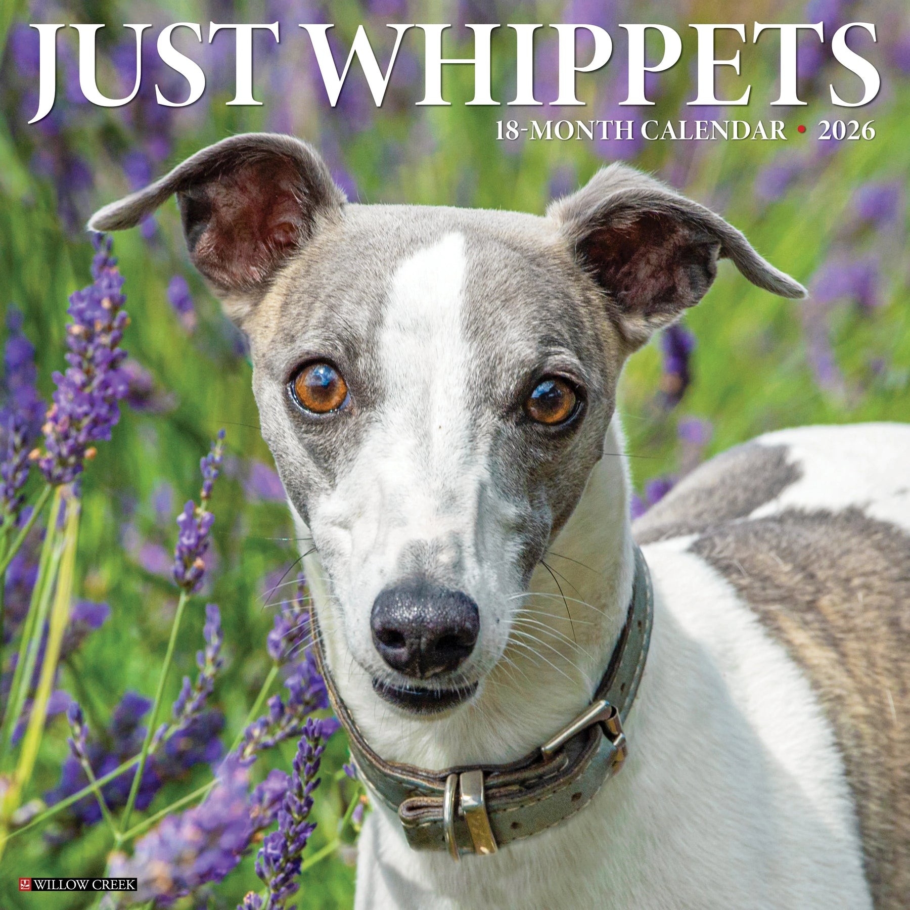 Willow Creek Press - 2026 Whippets Calendar