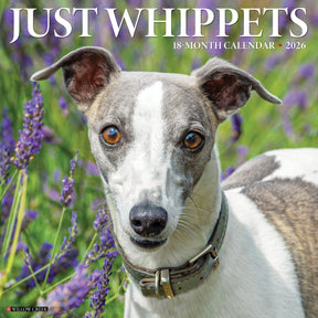 Willow Creek Press - 2026 Whippets Calendar