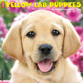 Willow Creek Press - 2026 Yellow Lab Puppies Calendar