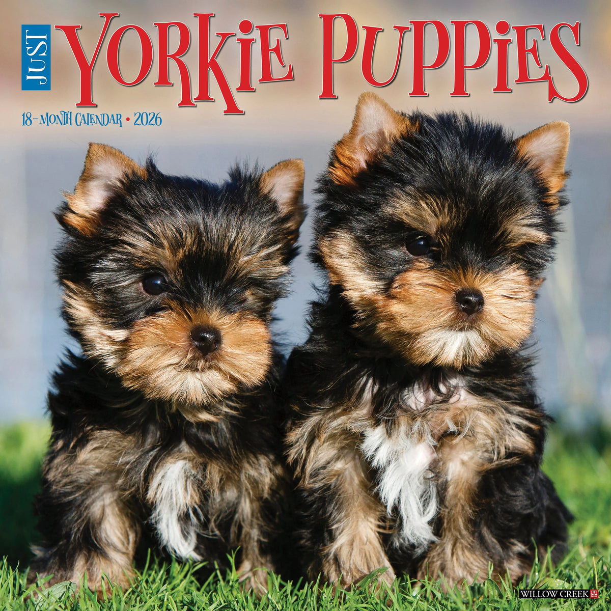 Willow Creek Press - 2026 Yorkie Puppies Calendar