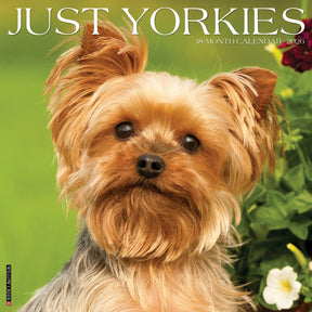 Willow Creek Press - 2026 Yorkies Calendar