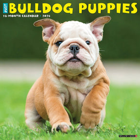 2024 Bulldog Puppies Calendar