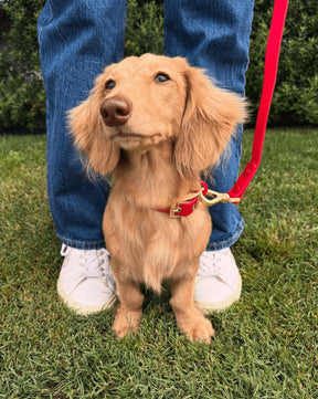 Furry Muse - Leash Wander Multiway