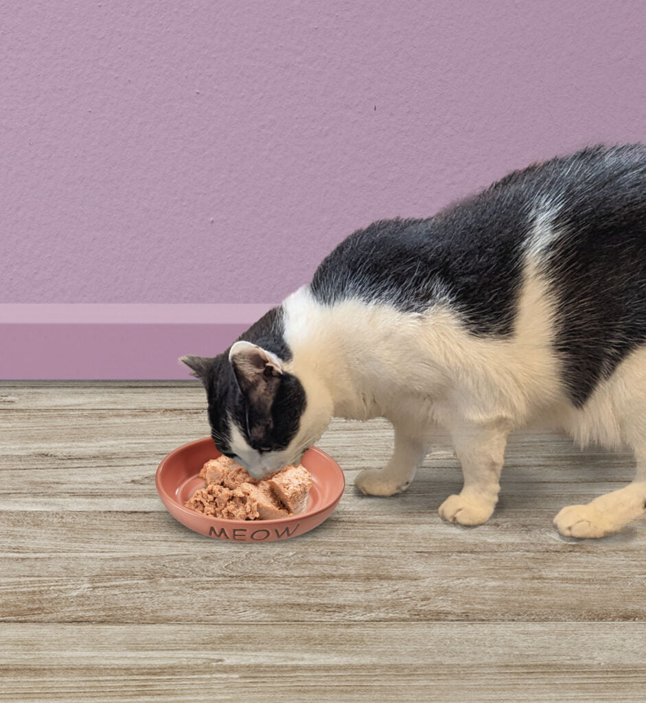 Portofino Cat Dish Oval Ceramic With Meow & Fish