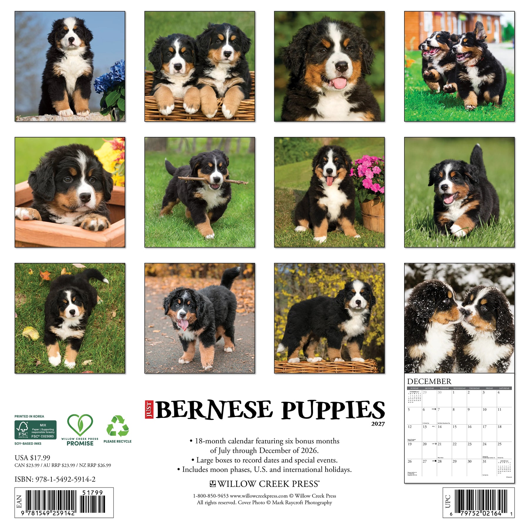 Willow Creek Press - 2027 Bernese Pups Calendar