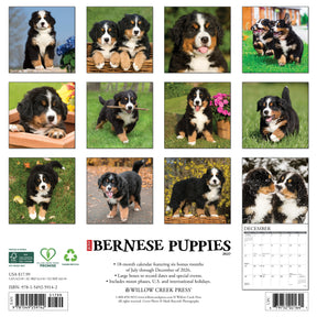 Willow Creek Press - 2027 Bernese Pups Calendar