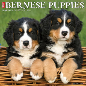 Willow Creek Press - 2027 Bernese Pups Calendar