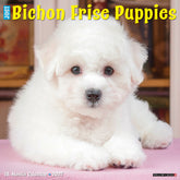 Willow Creek Press - 2027 Bichon Frise Puppies Calendar