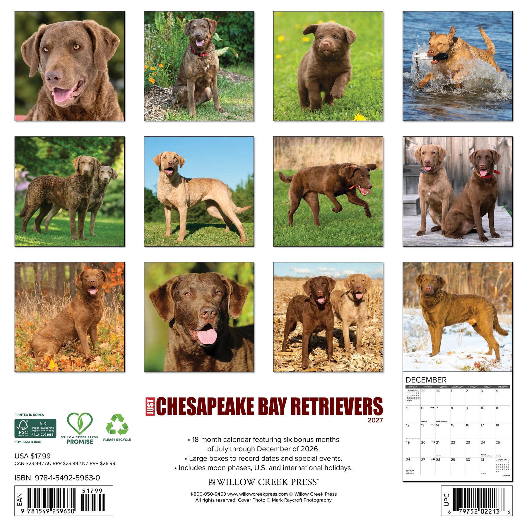 Willow Creek Press - 2027 Chesepeake Bay Retrievers Calendar