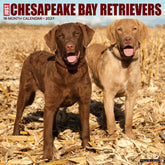 Willow Creek Press - 2027 Chesepeake Bay Retrievers Calendar