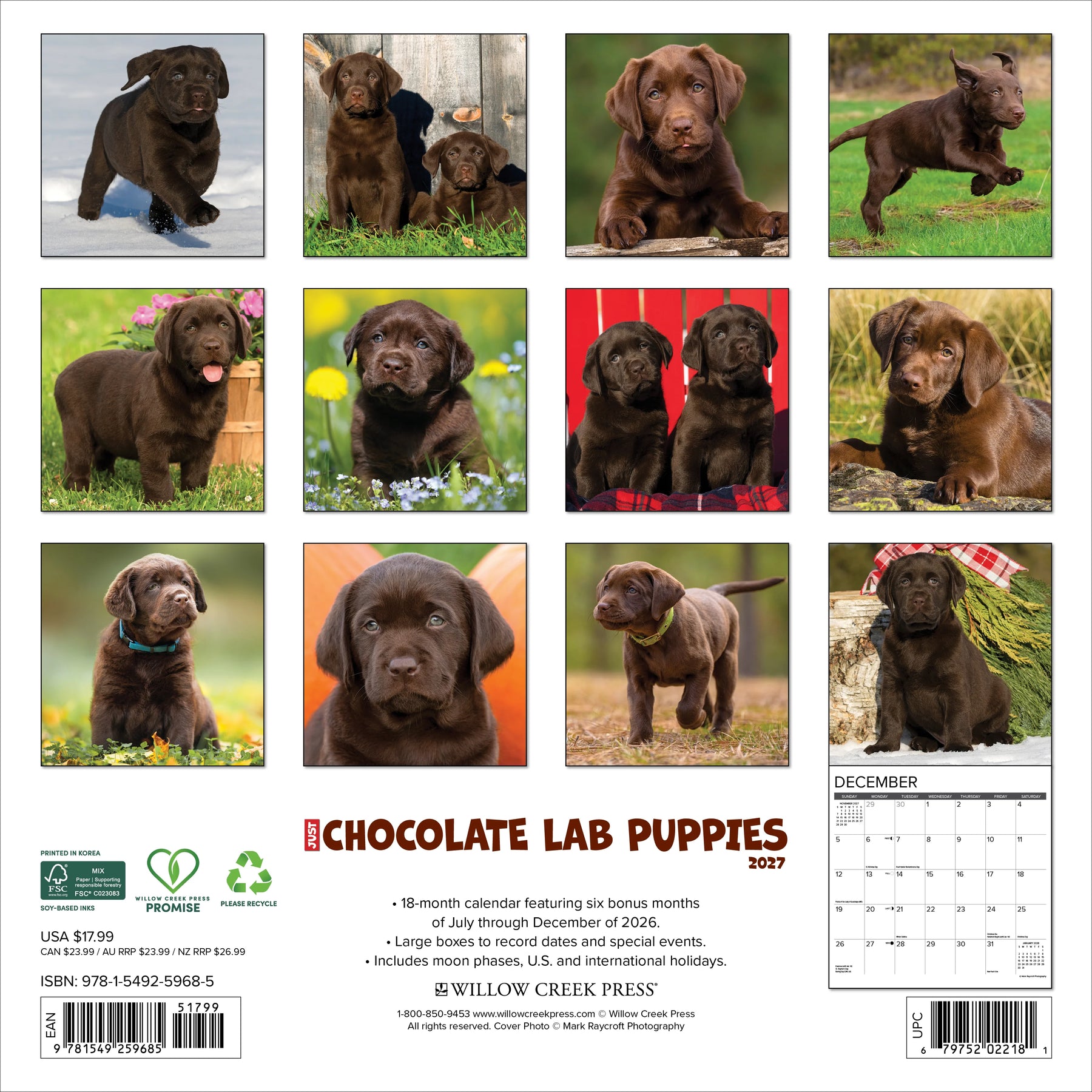 Willow Creek Press - 2027 Chocolate Lab Pups Calendar