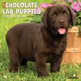 Willow Creek Press - 2027 Chocolate Lab Pups Calendar