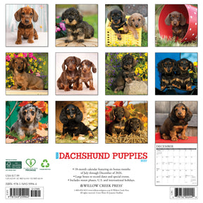 Willow Creek Press - 2027 Dachshund Puppies Calendar