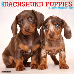 Willow Creek Press - 2027 Dachshund Puppies Calendar