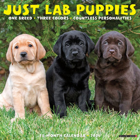 2024 Lab Puppies Calendar