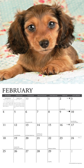 2024 Dachshund Puppies Calendar